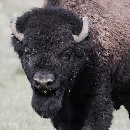 American bison, Sigma 300-800 f5.6, LensMaster RH-2 Gimbal