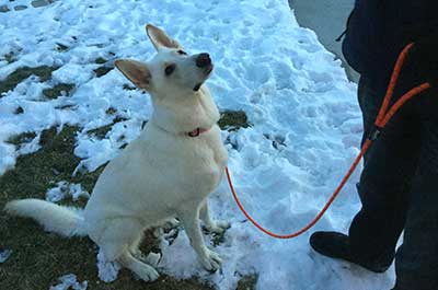 Trailmate Leash from Flowfold