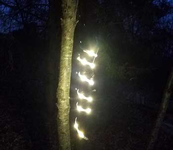 Power Practical Luminoodle Plus wrapped around a tree
